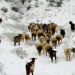 Αναλυτικά τα δρομολόγια των Κινητών Αστυνομικών Μονάδων για την εβδομάδα από 06-10-2025 έως 12-10-2025