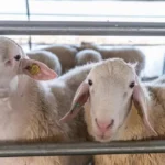 Υπογραφή της προγραμματικής σύμβασης: «Υλοποίηση δράσεων ευπαθών κοινωνικών ομάδων ΚΕΚΑ ΑμεΑ Π.Ε. Κοζάνης»  από τον Περιφερειάρχη Γιώργο Αμανατίδη