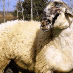 Εκδήλωση της Π. Ε. Γρεβενών  για την παρουσίαση  πρακτικών του συνέδριου  με τίτλο: “ΟΡΕΙΝΑ ΓΡΕΒΕΝΑ” – το Σάββατο 11 Οκτωβρίου 2025