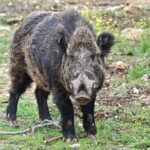 Συνεχίζονται οι τροχονομικοί έλεγχοι για τη  «Μηδενική Ανοχή στη μη χρήση κράνους»,  σε περιοχές της Δυτικής Μακεδονίας