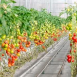 Με μεγάλη επιτυχία και συμμετοχή η κοπή της πρωτοχρονιάτικης βασιλόπιτας του συνδυασμού ΓΡΕΒΕΝΑ ΔΥΝΑΤΑ ΜΠΡΟΣΤΑ