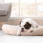 Εορτασμός Πρωτοχρονιάς και Κοπή βασιλόπιτας στην Περιφέρεια Δυτικής Μακεδονίας με μηνύματα ενότητας και ελπίδας για το 2026