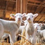 Συμμετοχή της Περιφέρειας Δυτικής Μακεδονίας στη διεθνή έκθεση Renewable EnergyTech 2026