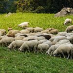 Δυναμική παρουσία του Α.Σ. Ελιμειώτες στο 2ο Τετραήμερο Γλυπτικής!
