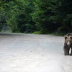 ΔΗΚΕΒΙ Γρεβενών: ο Κύκλος της ζωής του μανιταριού