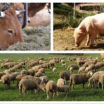 Πυρσός Γρεβενών: Απέκτησε τον 19χρονο Απόστολο Λαθήρα